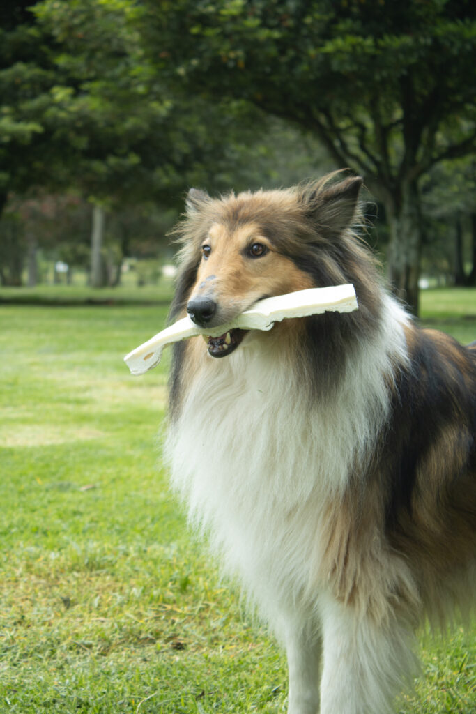 NATURAL BEEF TAIL 17-24 INCH