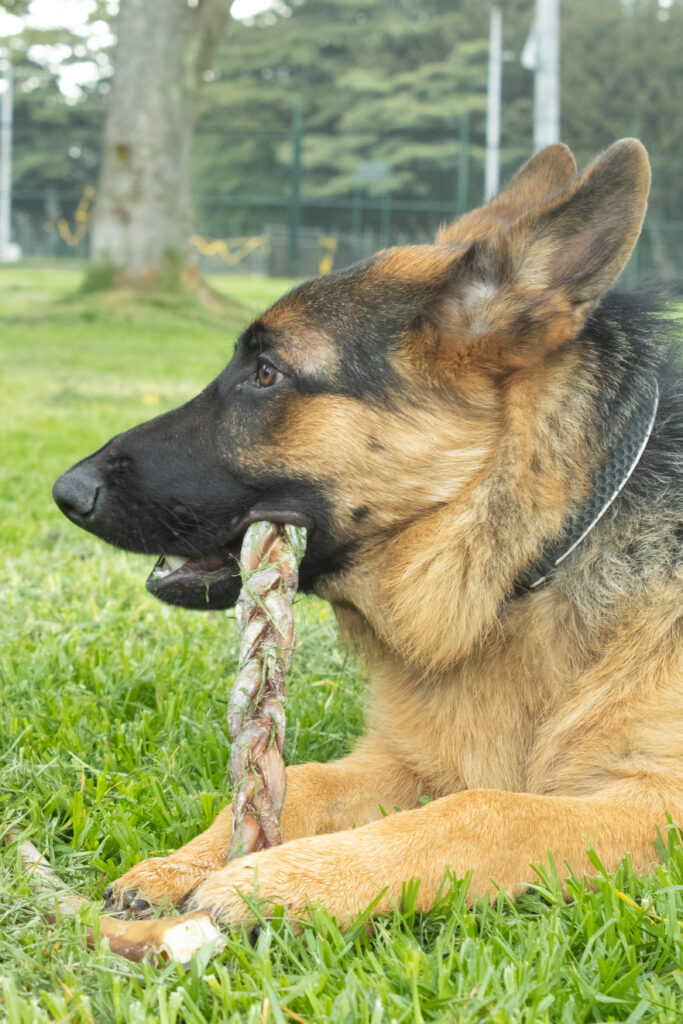 BULLY STICK BRAIDED JUMBO 12 INCH*3 UNITS