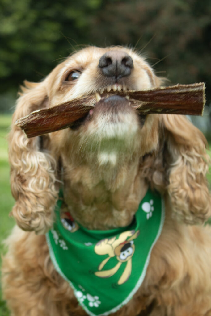 BEEF GULLET TASTY 12″