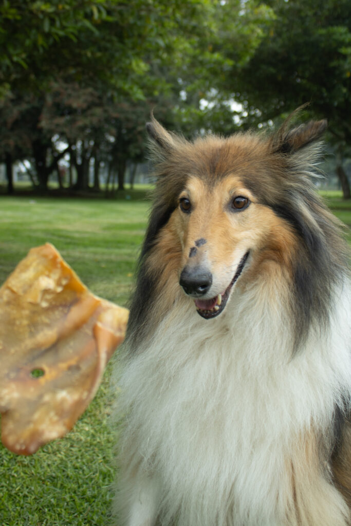 JSA PIG EAR FOR DOGS (5 UNITS)
