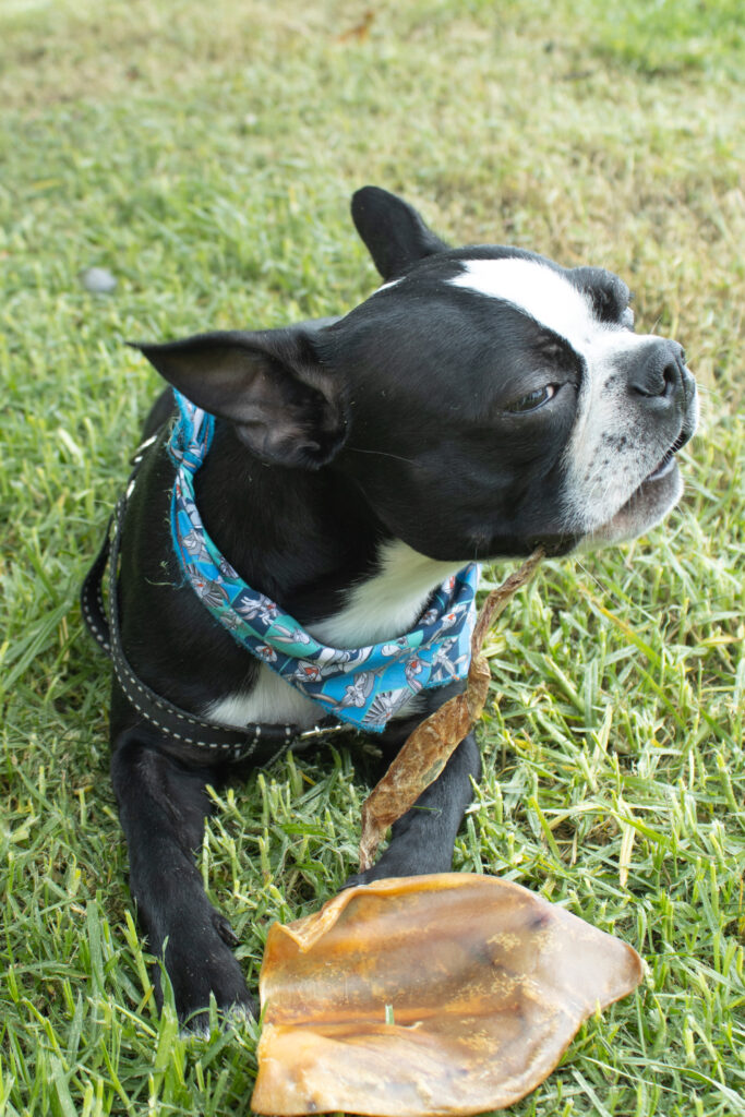 JSA PIG EAR FOR DOGS (10 UNITS)