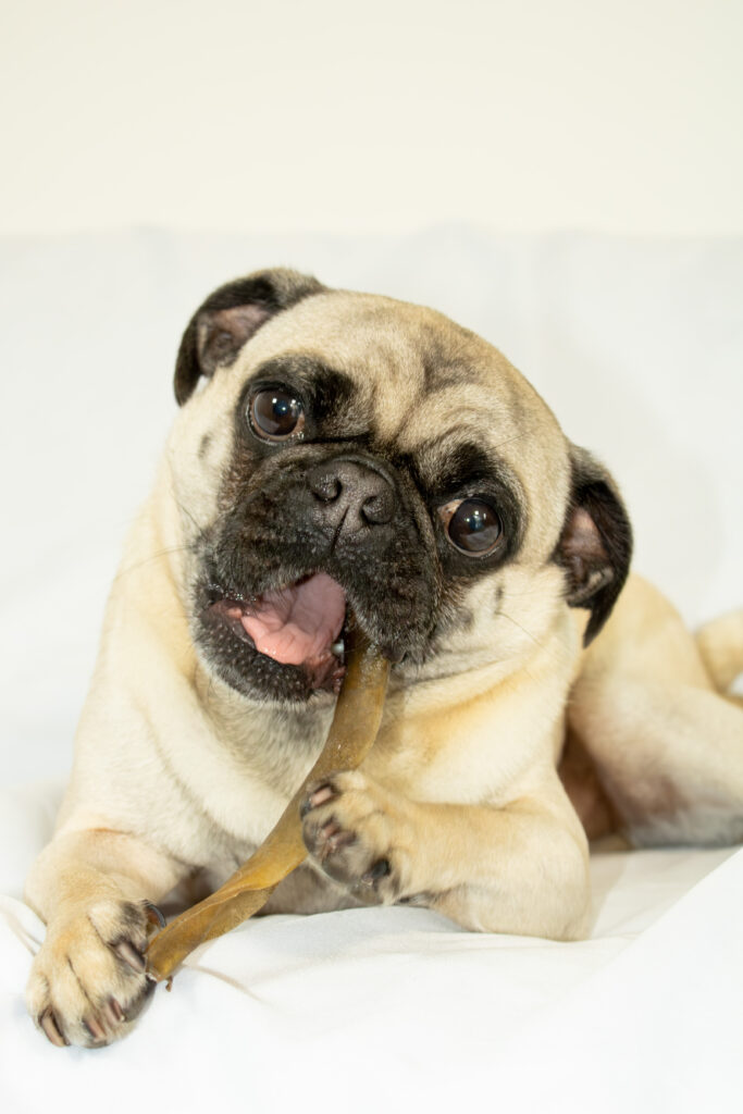 BOVINE SKIN COLLAGENE STICK NATURAL 12INCH*5 UNITS